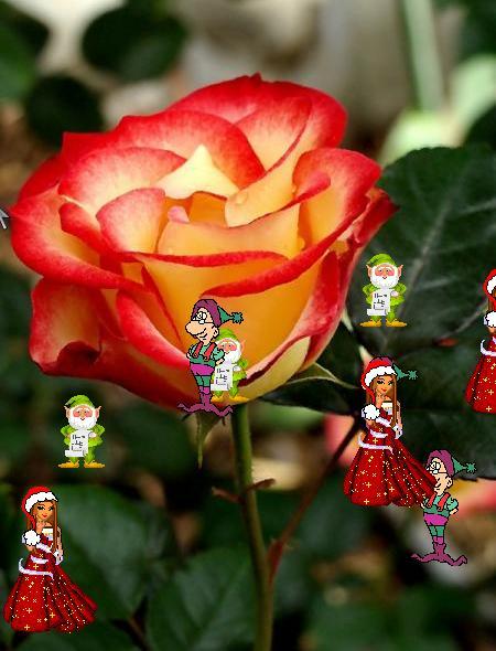 la fleur et vraiment une signe d'amour